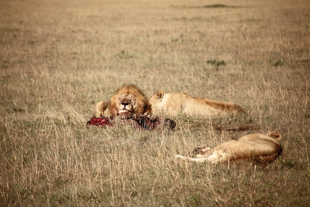 Lions in field