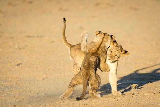 Photo lions playing outdoors