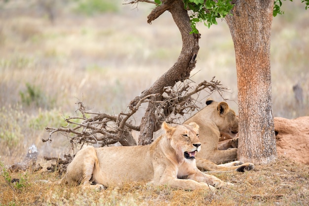 Lions rest in the shade of a tree