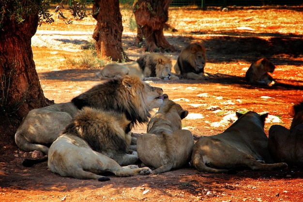 Photo lions resting on field