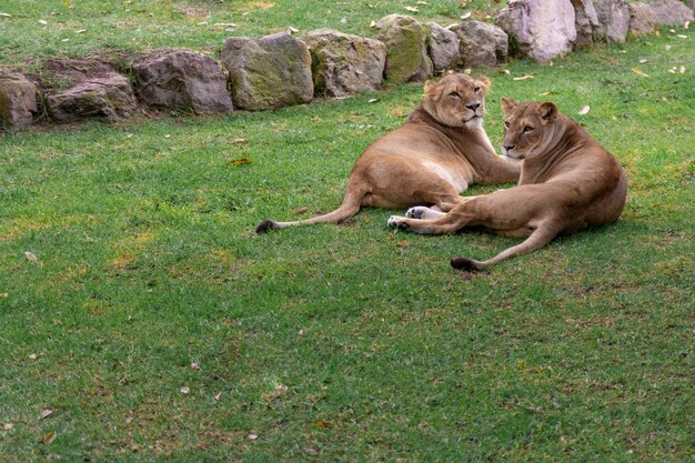 草、自然、野生動物で休むライオン。