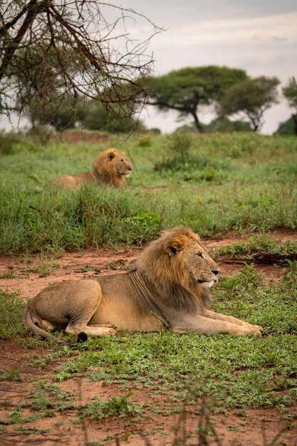 Foto leoni che si riposano sul campo erboso