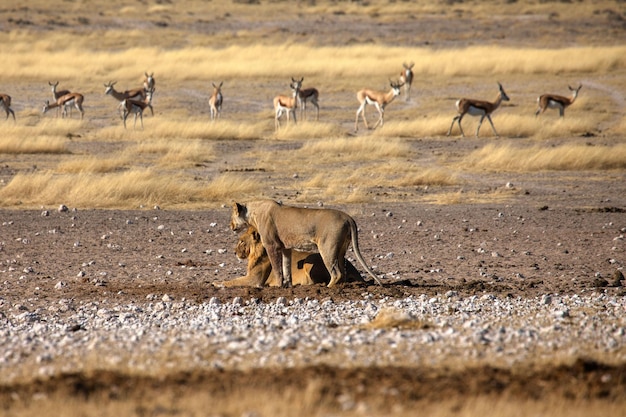 Leoni nella savana allo stato brado in africa