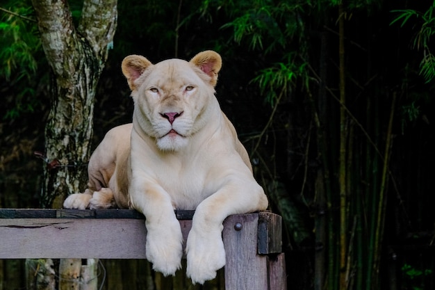 Leoni insieme sul legno nello zoo