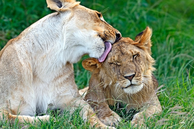 Lionss laat haar vijf welpen door de Masai Mara in Kenia lopen