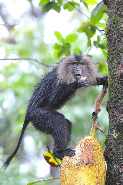 Liontailed macaqueetende jackfruit India