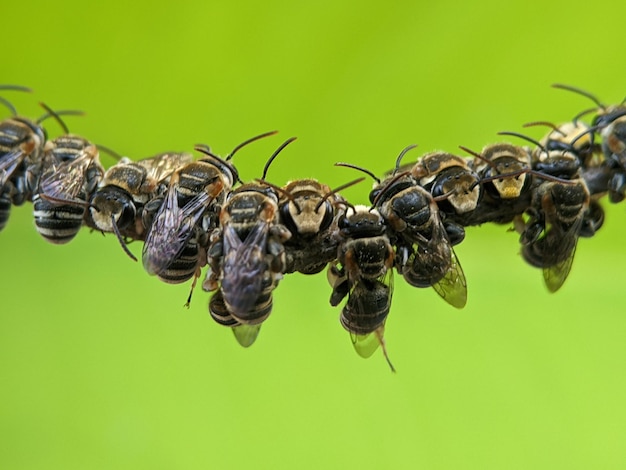 Lipotriches is een groot geslacht van zweetbijen in de familie Halictidae, wijd verspreid over het oostelijk halfrond, hoewel afwezig in Europa