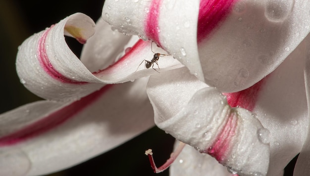 Lirio, a beautiful lily in a flowerbed in the summer of Brazil, selective focus.