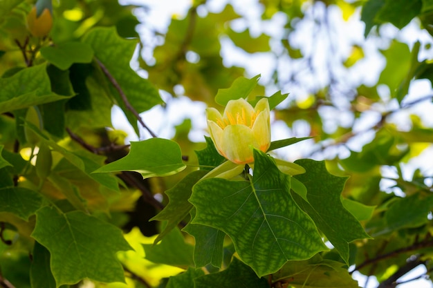 Liriodendron tulipifera красивое декоративное дерево в цвету, цветущее желтыми оранжевыми цветами