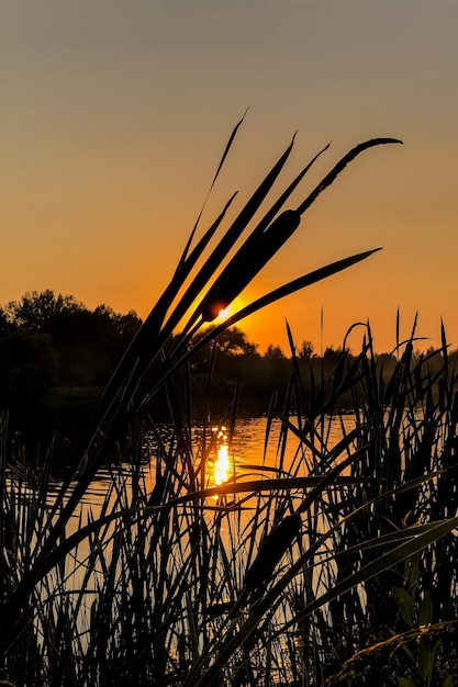 Lisdodde plant silhouet tegen oranje avondrood