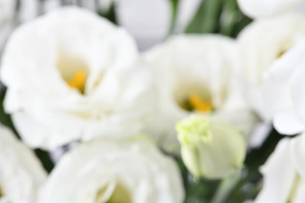 Foto lisianthus mooie witte bloemachtergrond