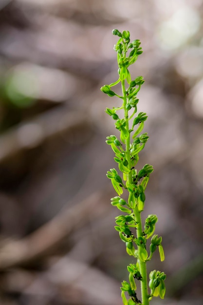 Listera ovata is a species of terrestrial orchid belonging to the Orchidaceae family