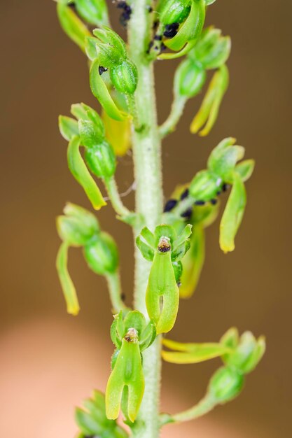 Listera ovata는 난초과에 속하는 육상 난초 종입니다.