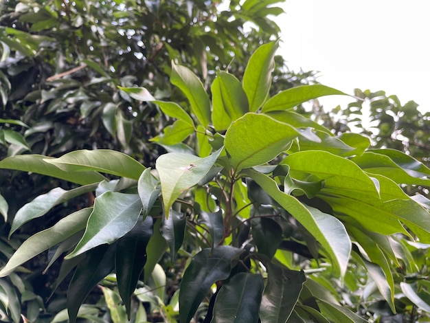 バングラデシュ産のライチ。最もトロヒカルなエリアです。木の枝に新鮮なライチを熟します。