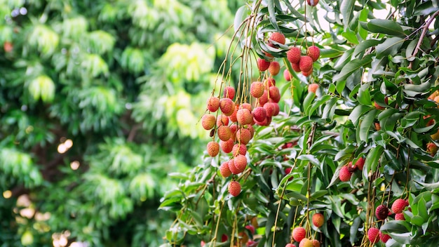 Litchiboom in een boomgaard.