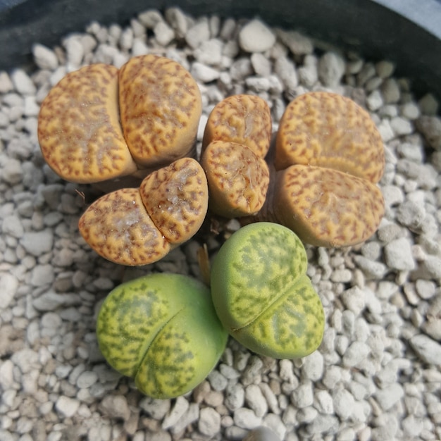 Photo lithops succulents cactus  lithops bromfieldii