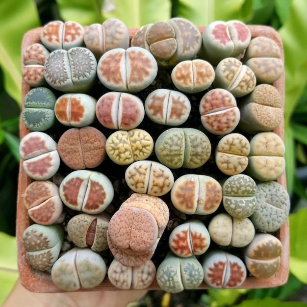 Литопсы суккуленты кактус Mix lithops