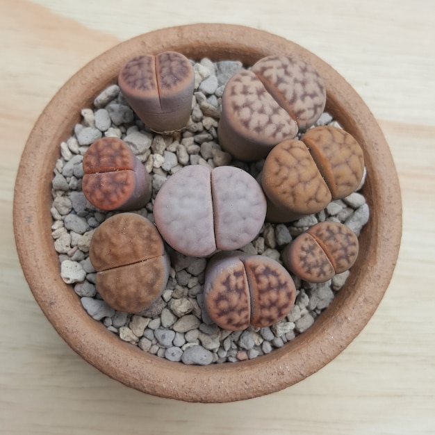 lithops succulents lithops in pot