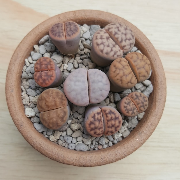 Lithops succulents 냄비에 Lithops