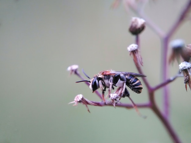 Litle bee sleep on grass