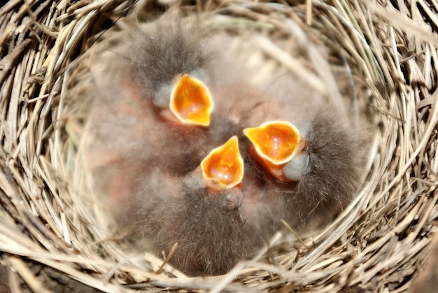 写真 巣の中の小さなヒック。