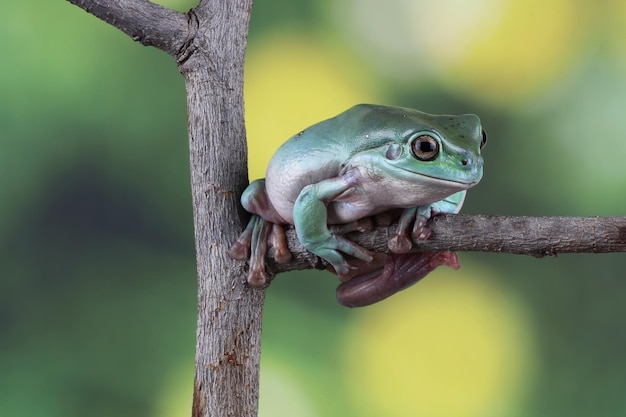 Litoria caerulea boomkikker op bladeren dumpy kikker op tak