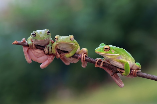 Litoria infrafrenata tree frog closeup on branch