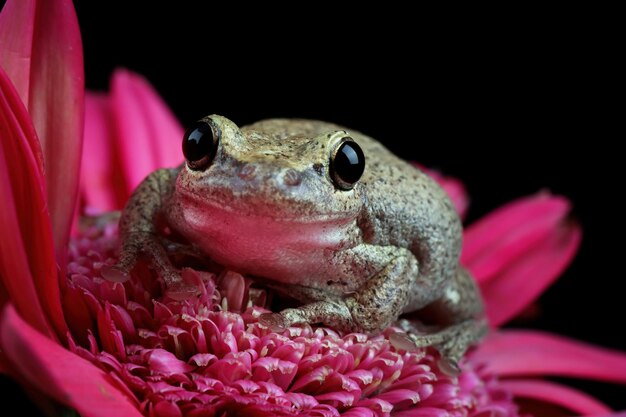 黒の背景を持つ赤い花に隠れているリトリアルベラアマガエル