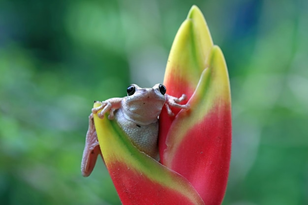 赤いつぼみのリトリアルベラアマガエル