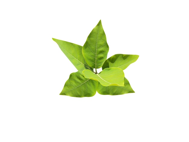 색 바탕에 있는 Litsea glutinosa 또는 부드러운 bollygum 잎