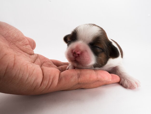 ごみの犬、目が開いていない。