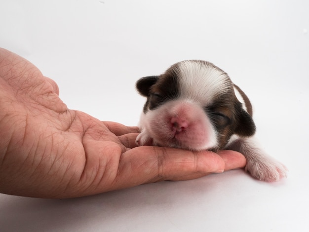 ごみの犬、目が開いていない。