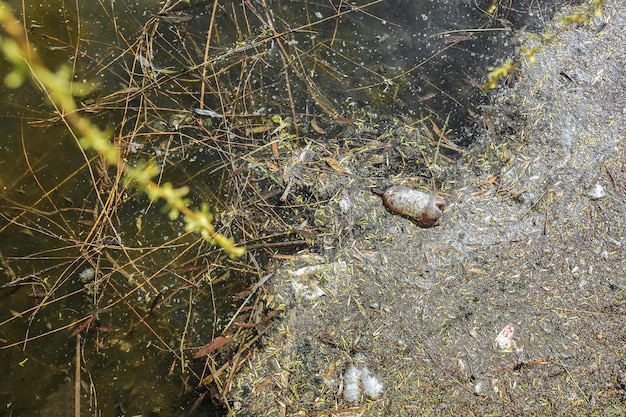 自然界のごみプラスチック環境汚染生態学的災害緑の汚れた水