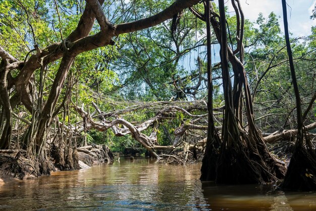 The little amazon called sang nae canal in phang nga thailand\
old banyan tree along small river in spring famous travel\
destination or holiday maker in tropical country siam