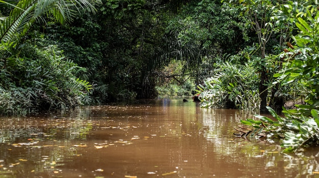 Piccolo amazon in fang nel canale di sang nae tailandia