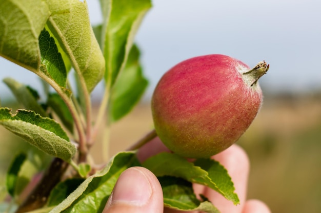 Little apples growing on apple tree in an orchard healthy and natural food pomum