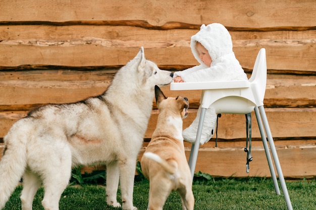 Little baby in bear costume sitting in high chair outdoor with playful dogs looking at him.