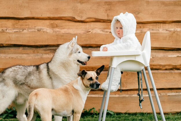 Little baby in bear costume sitting in high chair outdoor with playful dogs looking at him.