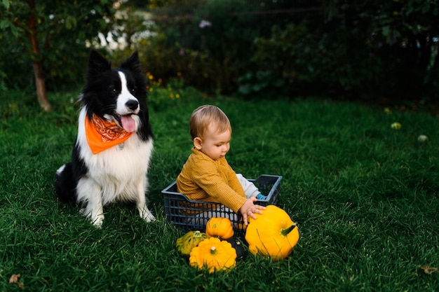 Little baby boy on the grass with a border collie dog