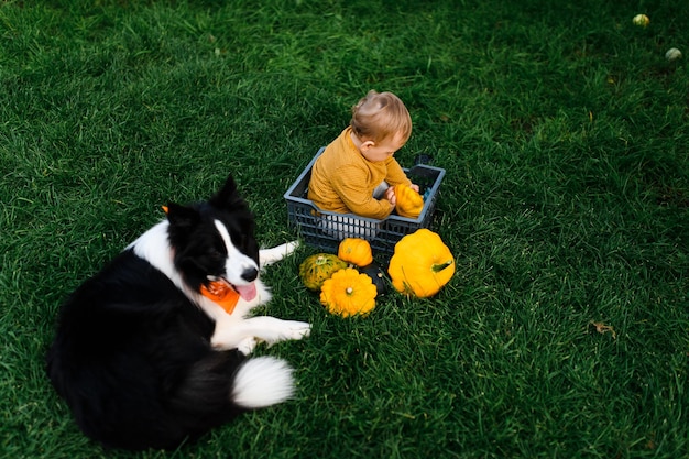 Foto piccolo neonato sull'erba con un cane border collie