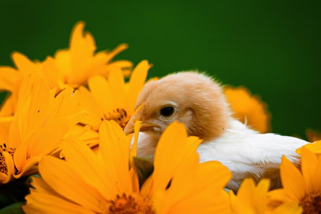 Little baby chicken in the flowers