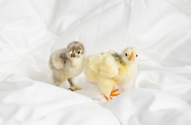 little baby chickens sleeping or fallen asleep on white,grey blanket,coverlet in bedroom.adorable