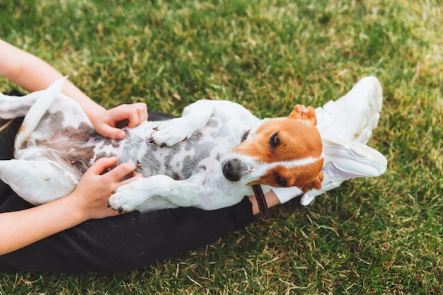 A little baby girl scratches the belly of her Jack Russell Terrier dog A happy dog is lying on the green grass in the park a pet