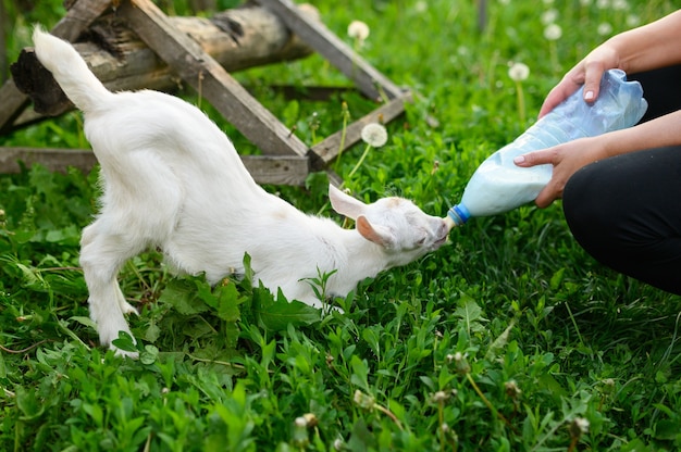 牛乳瓶を飲む小さな子ヤギ