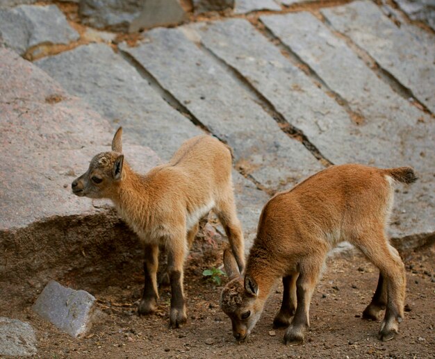 Little baby goats on field in spring