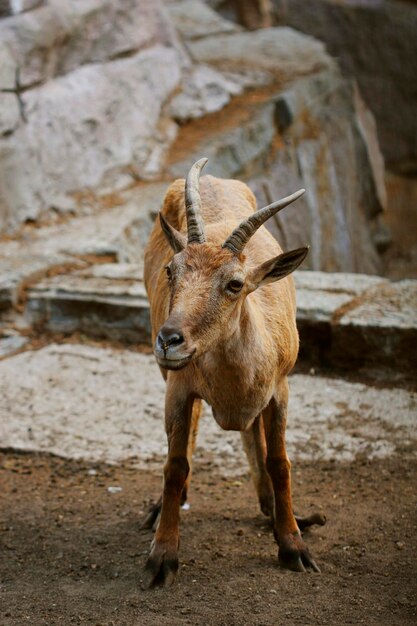 春のフィールドに小さな赤ちゃんヤギ