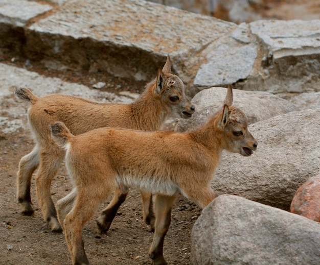 Little baby goats on field in spring