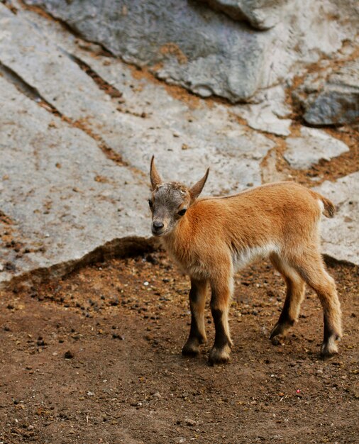 Little baby goats on field in spring