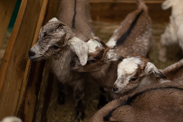 Little baby goats with cute muzzles