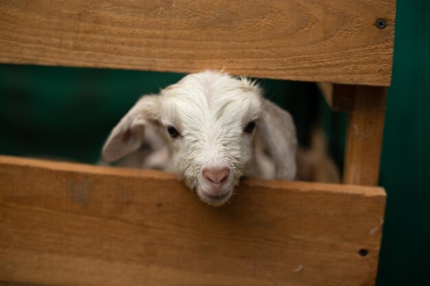 Little baby goats with cute muzzles